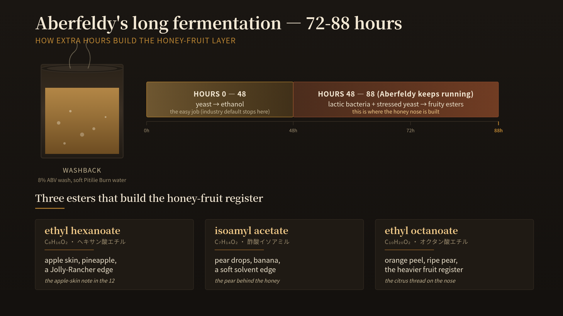 A diagram showing Aberfeldy's long fermentation timeline: hours 0 to 48 are dominated by yeast converting wort sugar to ethanol, and hours 48 to 88 show lactic acid bacteria activity and ester formation, with the three key esters (ethyl hexanoate, isoamyl acetate, ethyl octanoate) labelled with their flavour notes. The fermentation tank is drawn as a stainless-steel washback with a simple temperature line above it. A caption reads: "honey is what malt sugar plus a fruity ester layer reads as. There is no honey in the wash."
