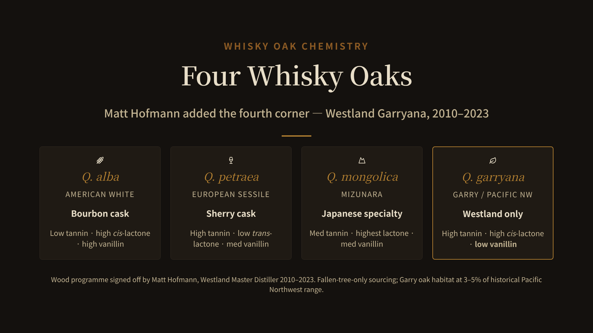 A horizontal four-card comparison of the whisky world's oak species on a cask-black background. Each card carries a small amber line-icon at the top (a wheat sheaf for Q. alba, a wine glass for Q. petraea, a mountain silhouette for Q. mongolica, and a single leaf for Q. garryana), followed by the species name in italic amber serif, the common name in caps, and a one-line chemistry summary. Q. alba: American White, Bourbon cask, low tannin / high cis-lactone / high vanillin. Q. petraea: European Sessile, Sherry cask, high tannin / low trans-lactone / med vanillin. Q. mongolica: Mizunara, Japanese specialty, med tannin / highest lactone / med vanillin. Q. garryana: Garry / Pacific NW, Westland only, high tannin / high cis-lactone / low vanillin, outlined in an amber border to mark it as the fourth corner. Caption beneath reads "Wood programme signed off by Matt Hofmann, Westland Master Distiller 2010–2023. Fallen-tree-only sourcing; Garry oak habitat at 3–5% of historical Pacific Northwest range."